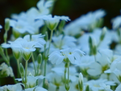 Snow in Summer