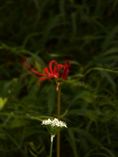 ニラの花