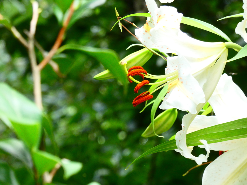 東園北斜面のヤマユリ