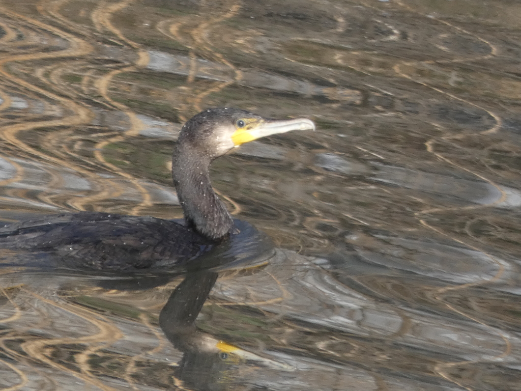 水滴を纏うカワウさん