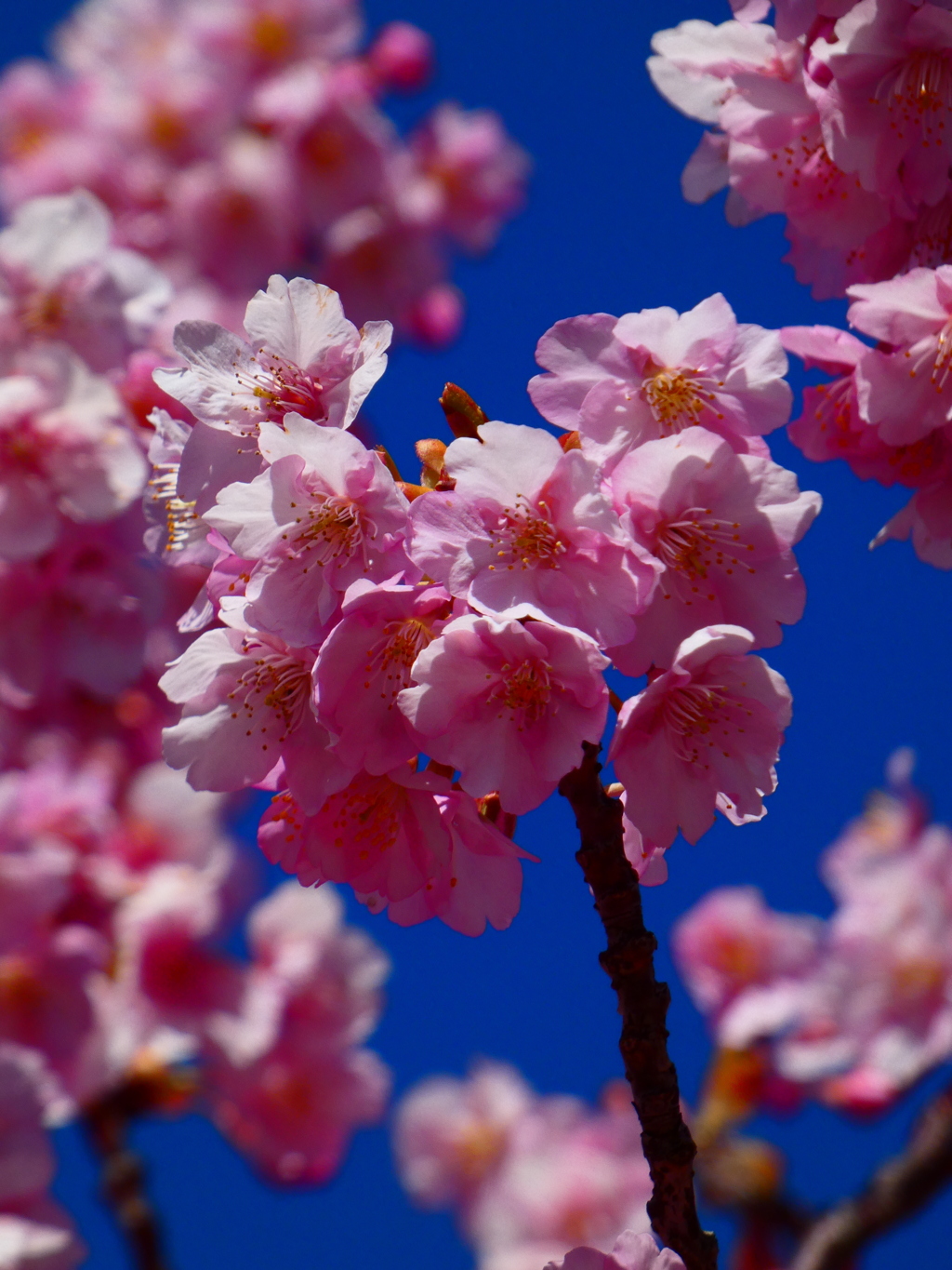 河津桜