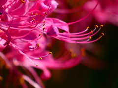 リコリス（１）