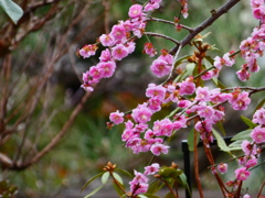 ご近所の枝垂れ梅