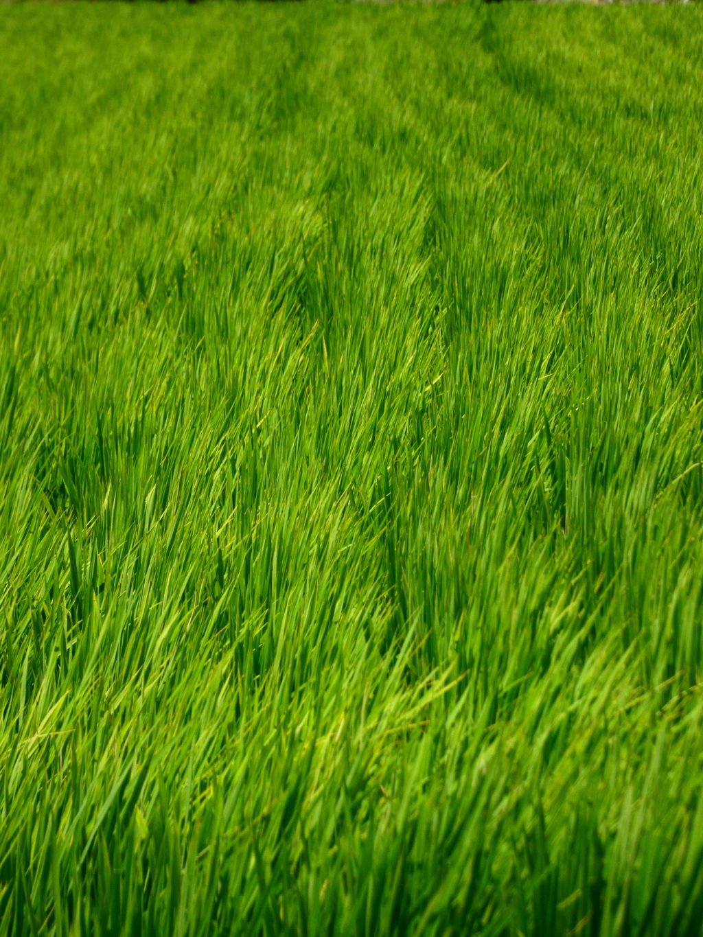 青田を揺らす風