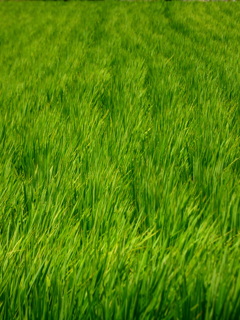 青田を揺らす風