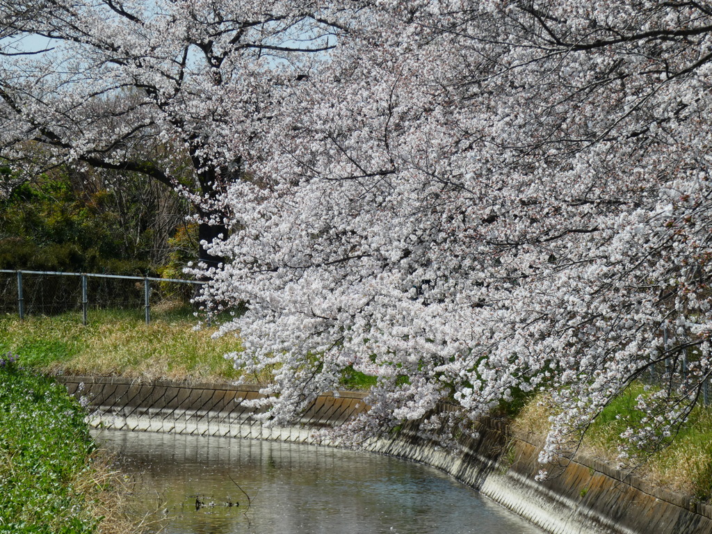 最寄りの桜並木