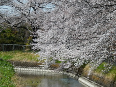 最寄りの桜並木