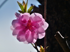 春分の花桃（３）