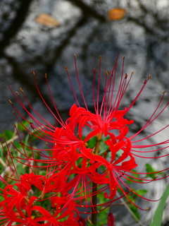 見沼代用水西縁 彼岸花2025（14）