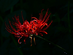 見沼代用水西縁 彼岸花2025（５）