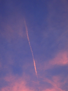 空のネジバナ