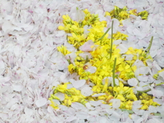 花筏の荷