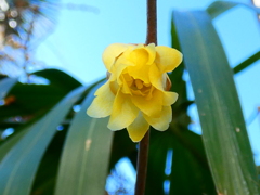 ソシンロウバイ