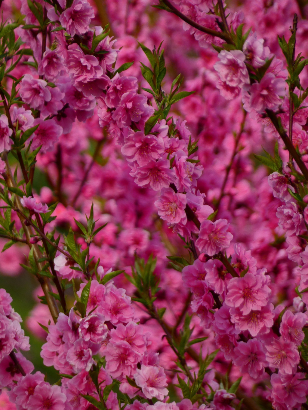 花桃満開