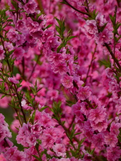 花桃満開