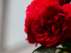生垣の薔薇（13）