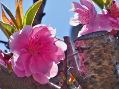 春分の花桃（１）