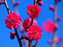 自治会管理の梅並木