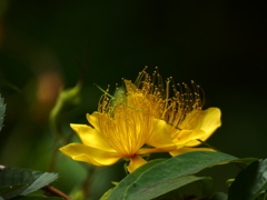 名残のビヨウヤナギ 名残のビヨウヤナギ