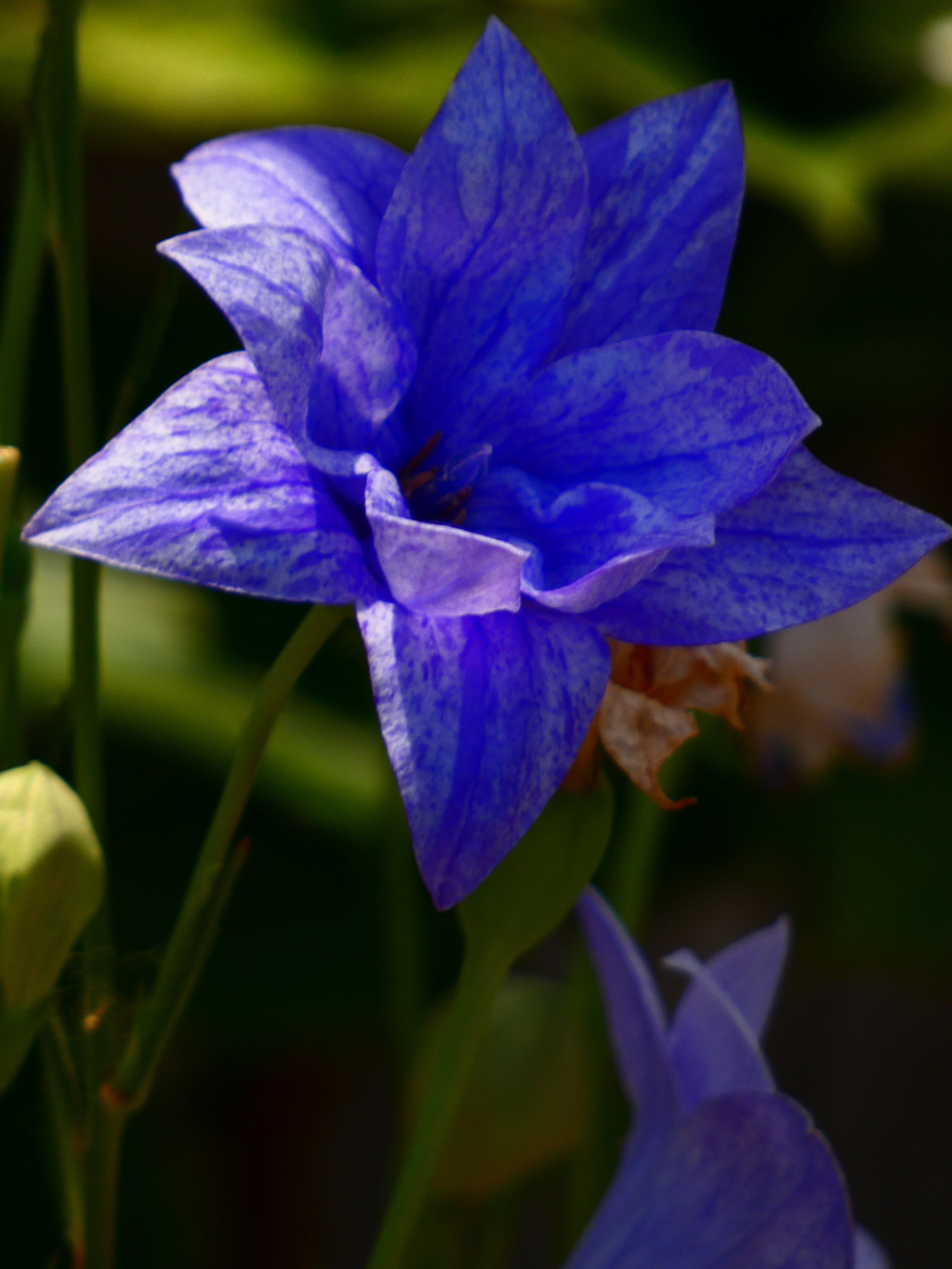 八重咲きのキキョウ