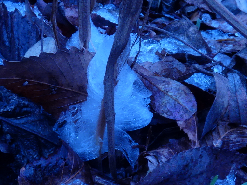 シモバシラの氷華（１）