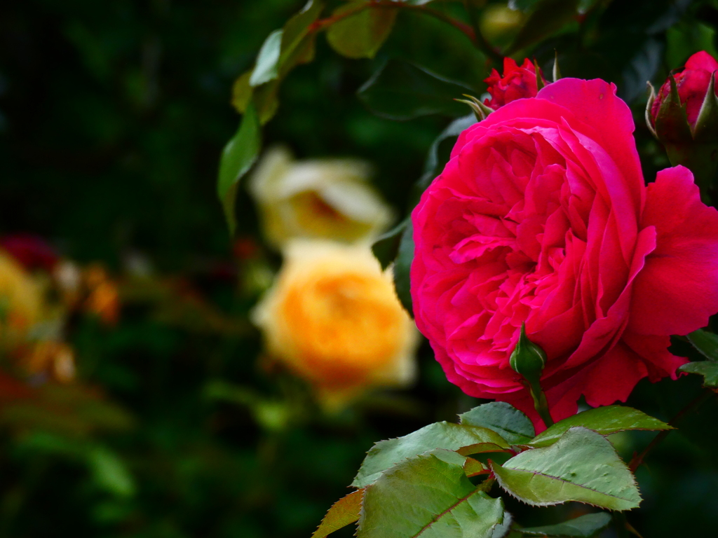 生垣の薔薇（７）