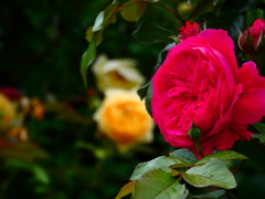 生垣の薔薇（７）