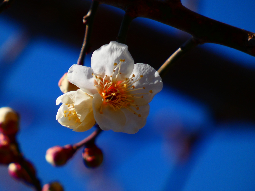 夫婦咲き（３）