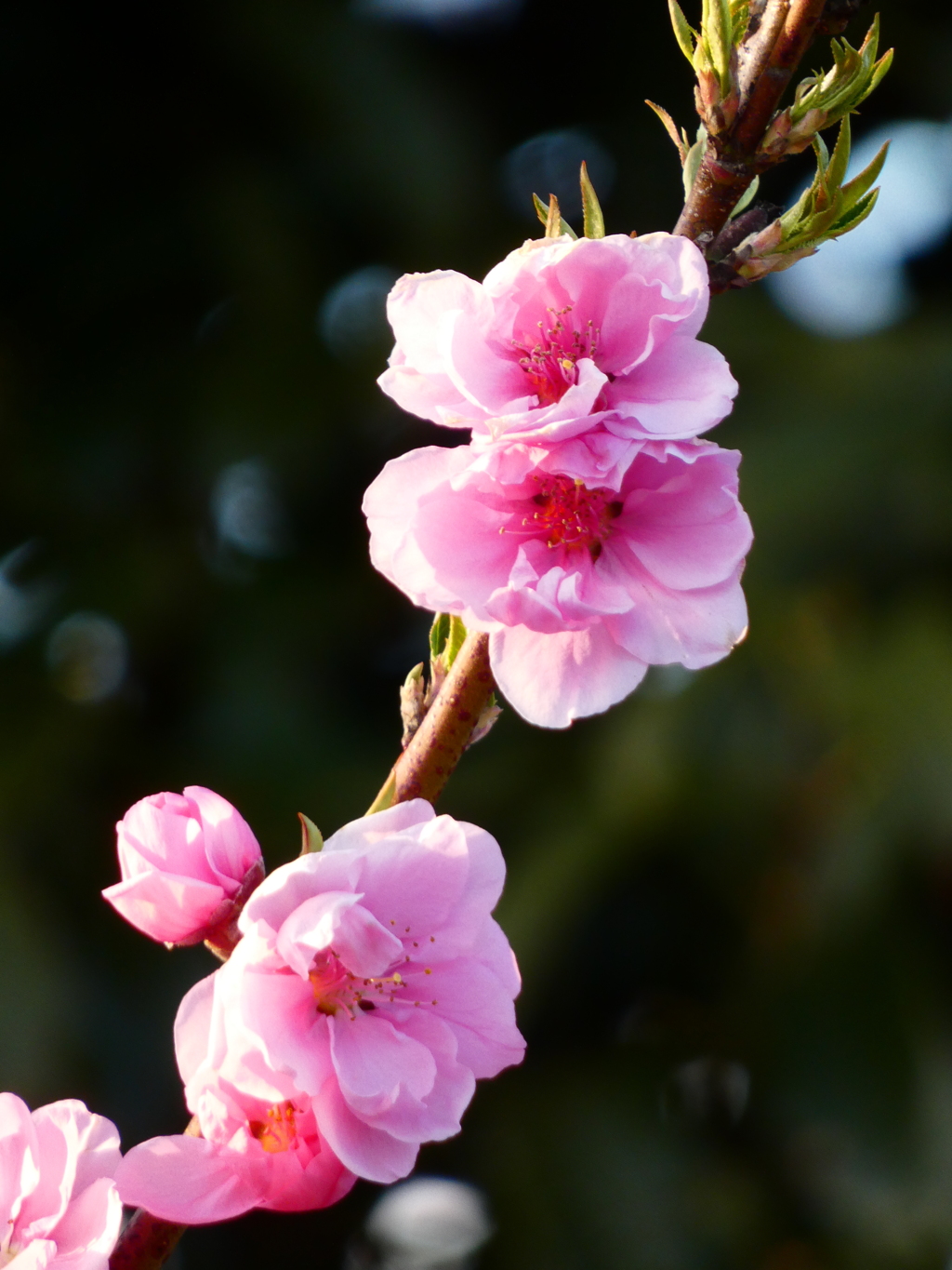 ２年ぶりの花桃
