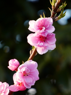 ２年ぶりの花桃