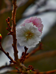 十月桜