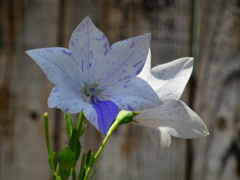 絞り咲きのキキョウ