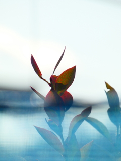 ブルーベリー - 紅葉 -
