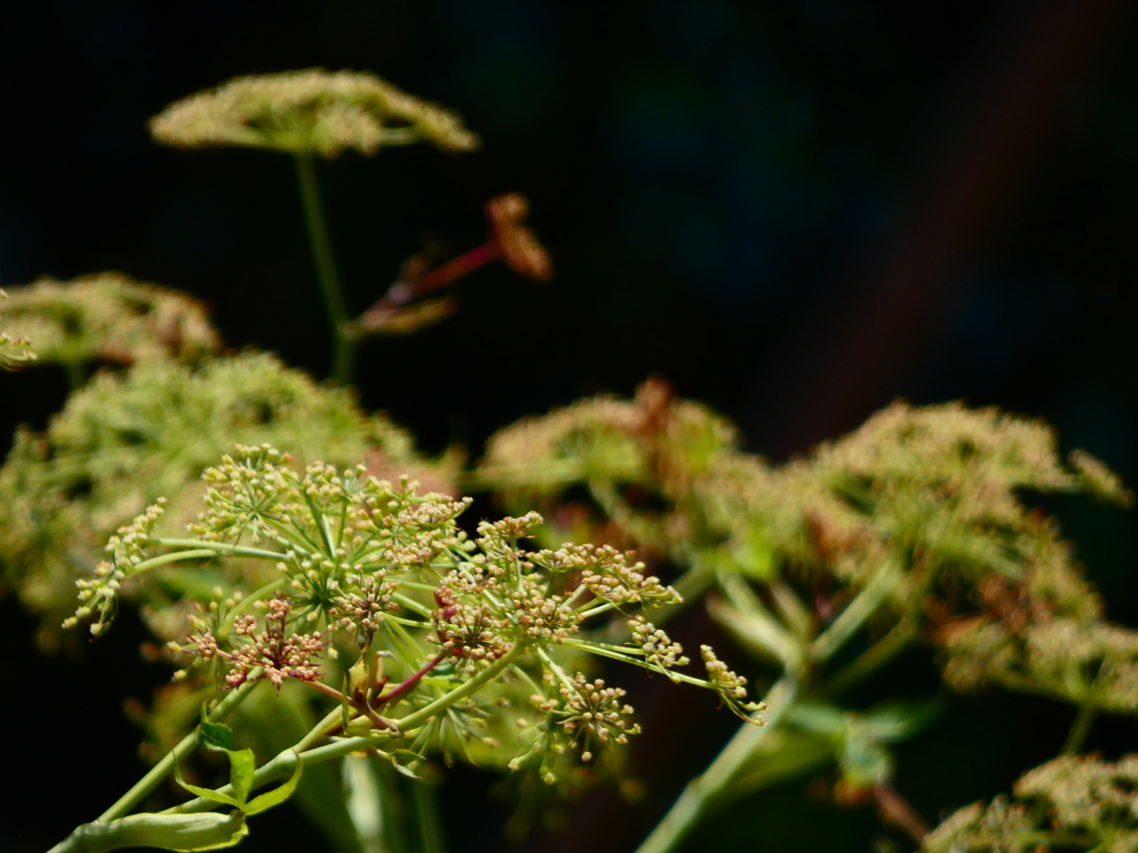 ヒュウガトウキ
