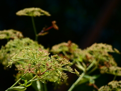 ヒュウガトウキ