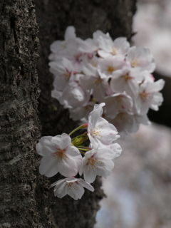 幹から出る花束