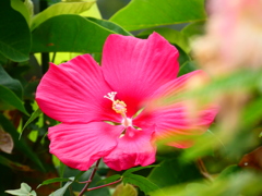 盛夏のような組み合わせ