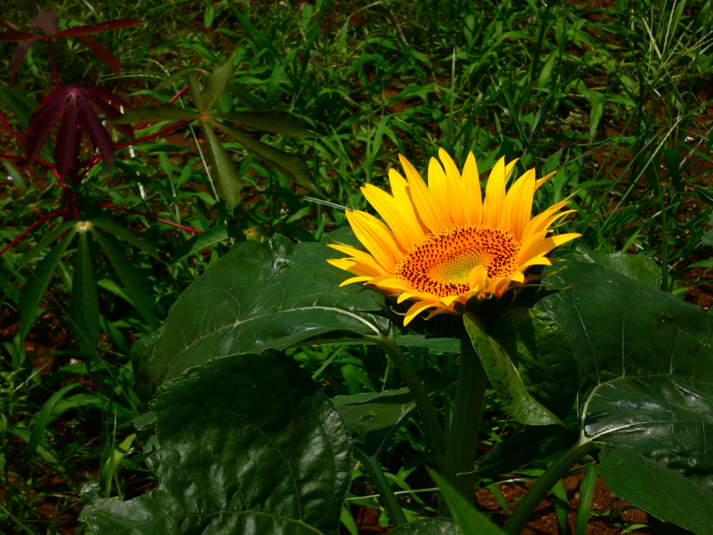 背丈の低いヒマワリ