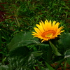 背丈の低いヒマワリ