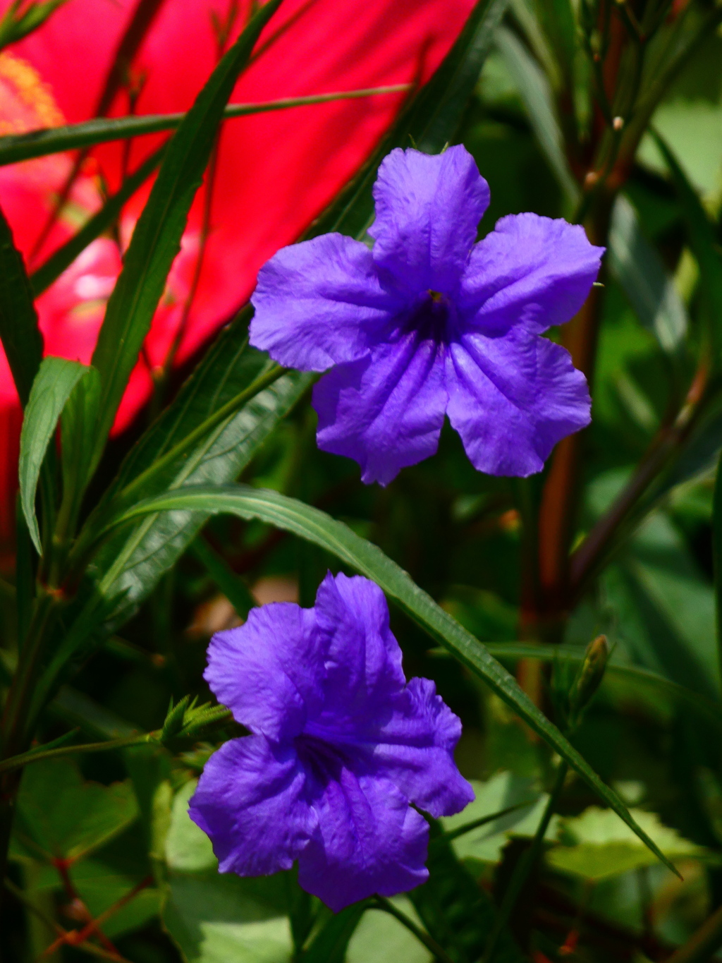 ムラサキルエリア