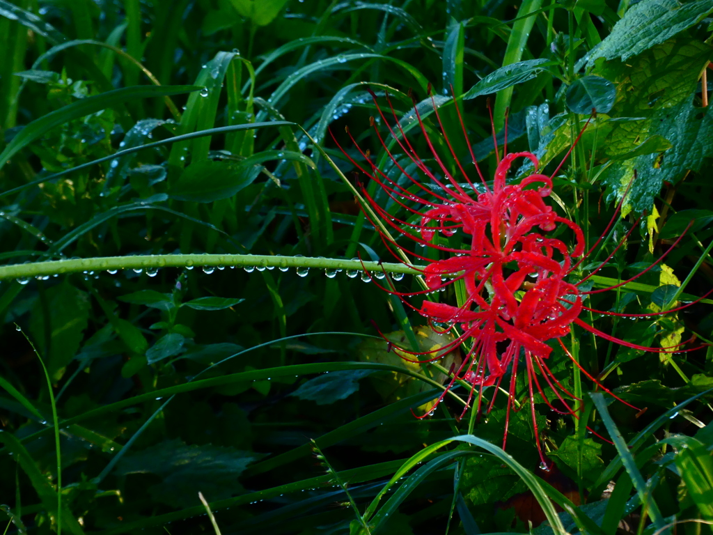 見沼代用水西縁 彼岸花2025（３）