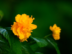 困惑の八重ヤマブキ