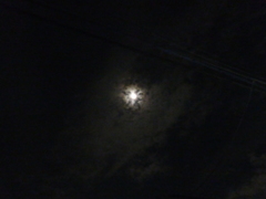 下から覗くカリフラワー