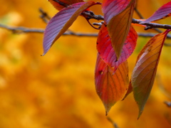 桜紅葉