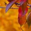 桜紅葉