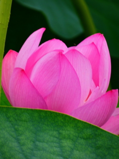古代蓮（１）