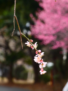 ふわり