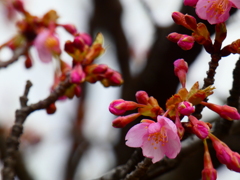 井沼方公園の河津桜（１）