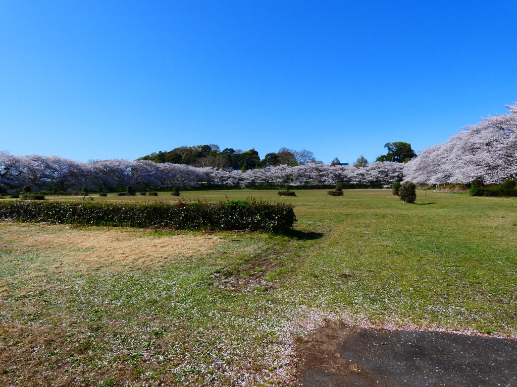 ここだけでも桜回廊