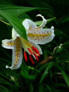 花と緑の振興センター梅園のヤマユリ(7) 花と緑の振興センター梅園のヤマユリ(7)